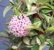 Tricolor Hoya, Porcelain Flower, Wax Flower, Hoya carnosa 'Tricolor'